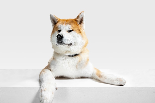 Il giovane cane Akita-Inu è in posa. Il cagnolino o l'animale domestico sveglio bianco-braun sta mentendo e sembra felice isolato su priorità bassa bianca. Servizio fotografico in studio. Spazio negativo per inserire il testo o l'immagine. Vista frontale.