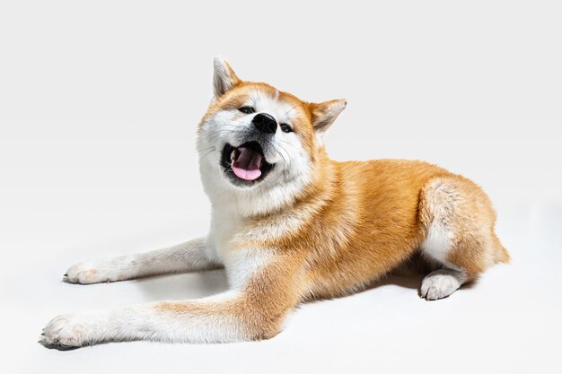 Il giovane cane Akita-Inu è in posa. Il cagnolino o l'animale domestico sveglio bianco-braun sta mentendo e sembra felice isolato su priorità bassa bianca. Servizio fotografico in studio. Spazio negativo per inserire il testo o l'immagine.