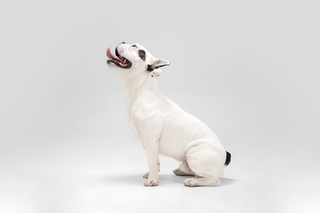 Il giovane cane del bulldog francese sta posando il cane bianco e nero sveglio e giocoso su white