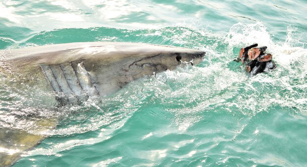 Il grande squalo bianco che infrange la superficie del mare per catturare l'esca per carne