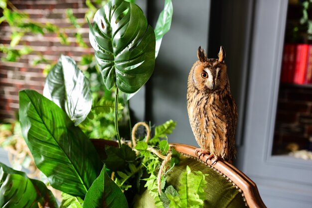 Il gufo si siede sulla sedia prima di una pianta verde