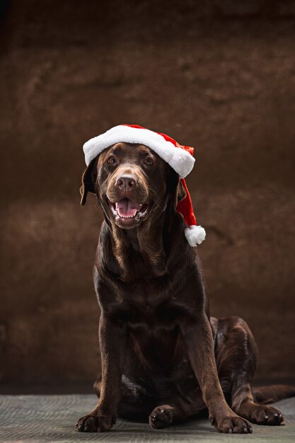 Il labrador retriever nero che si siede con i regali sul cappello di Santa di Natale