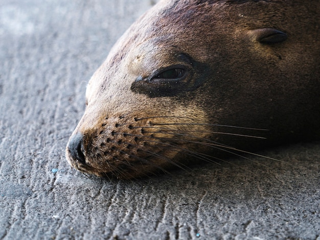 Il leone marino delle Galapagos su Isla de la Plata, Ecuador