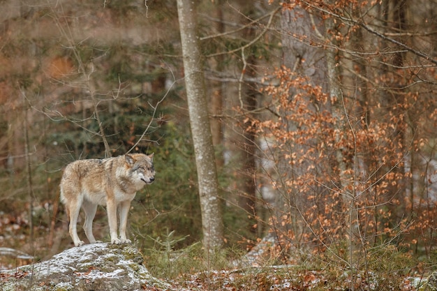 Il lupo eurasiatico è in piedi nell'habitat naturale della foresta bavarese