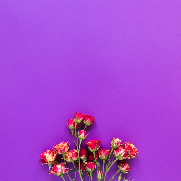 Il mazzo di vista superiore del garofano fiorisce sul fondo viola dello spazio della copia