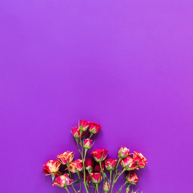 Il mazzo di vista superiore del garofano fiorisce sul fondo viola dello spazio della copia