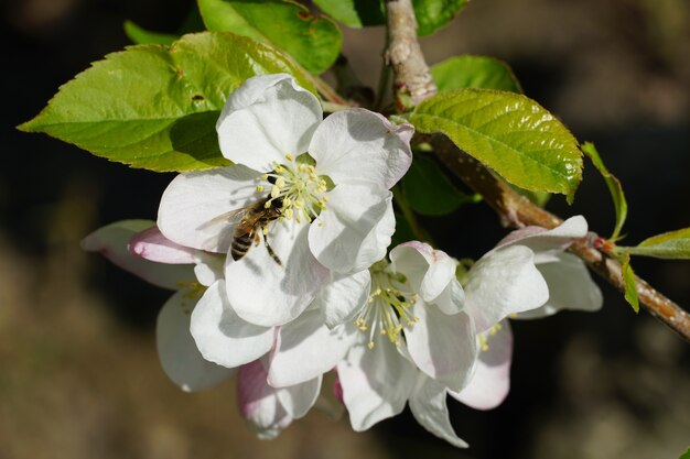 Il miele delle api su un fiore bianco con uno sfondo sfocato