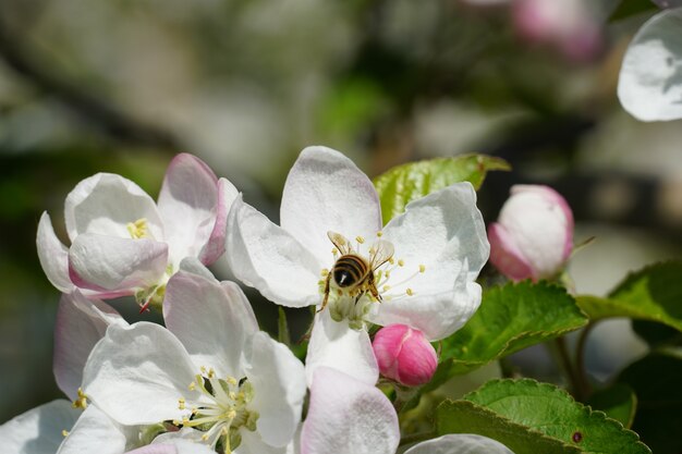 Il miele delle api su un fiore bianco con uno sfondo sfocato