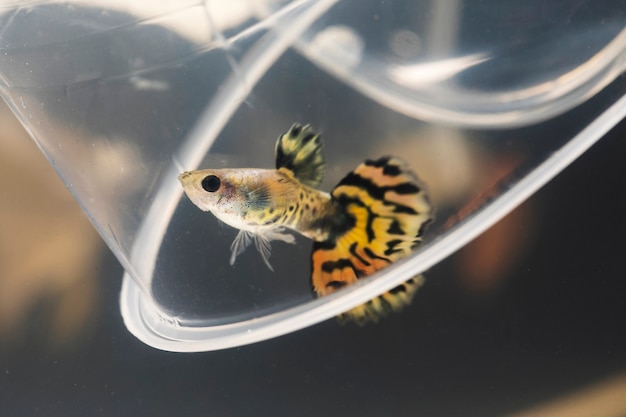Il momento commovente del betta siamese giallo a mezzaluna e un bicchiere di plastica