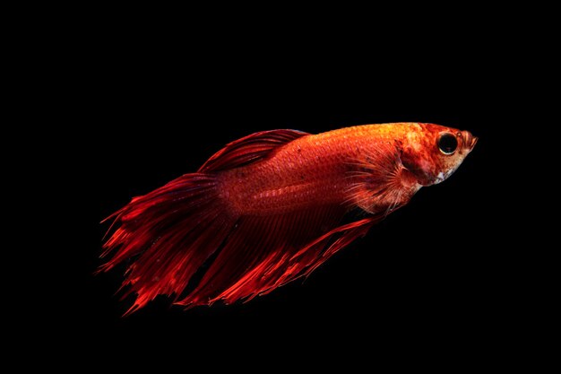 Il momento commovente del pesce betta siamese a mezzaluna rosso sfumato