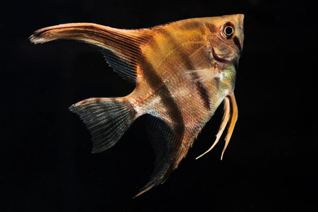 Il momento commovente della mezzaluna siamese betta pesce close-up