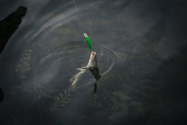 Il pesce catturato nel gancio apparve sulla superficie dell&#39;acqua