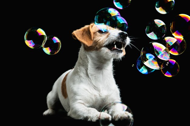 Il piccolo cane di Jack Russell Terrier sta proponendo. Carino giocoso cagnolino o animale domestico che gioca su sfondo nero studio.