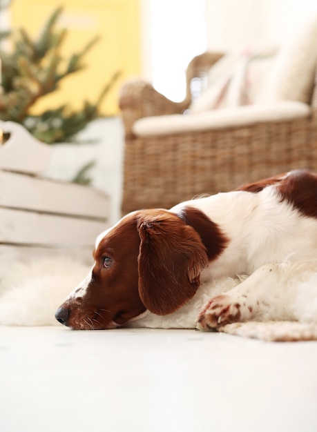 Il piccolo cane sveglio su un natale ha decorato il salone