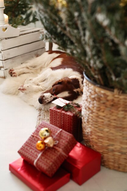 Il piccolo cane sveglio su un natale ha decorato il salone