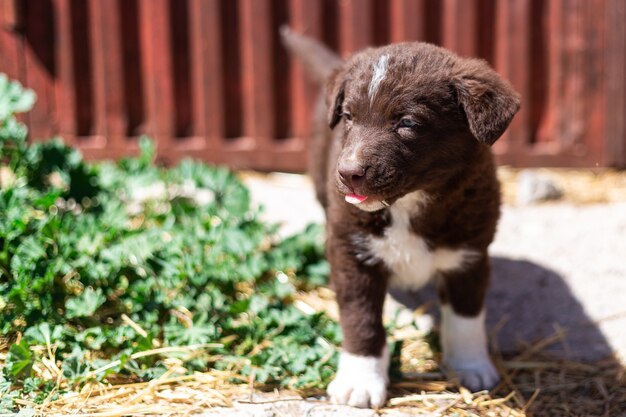 Il piccolo cucciolo in una fattoria si sta godendo una giornata di sole