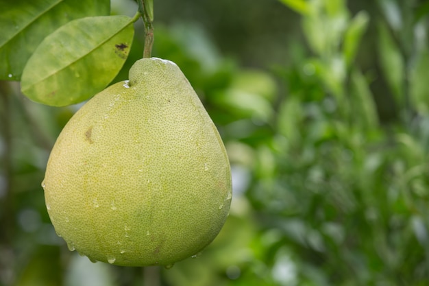 Il pompelmo verde è posto sui rami e ha un naturale sfocato nella parte posteriore.