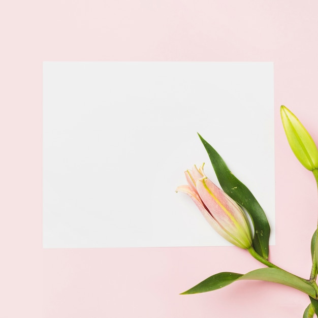 Il primo piano del giglio rosa germoglia su Libro Bianco sopra i precedenti rosa