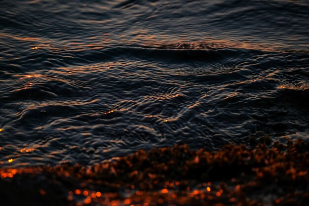 Il primo piano del mare ondeggia la riva vicina con le piante gialle