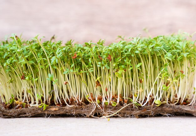 Il primo piano dell'insalata di crescione dei grani germogliati si sviluppa sulla stuoia di tela bagnata.