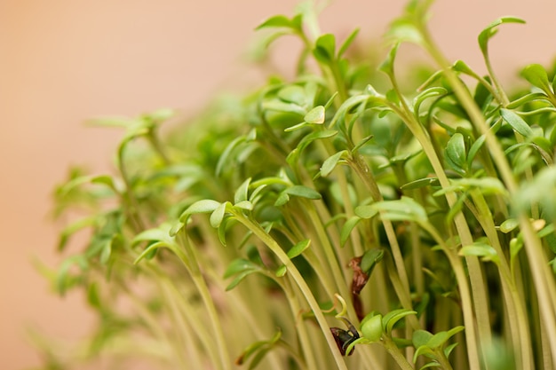 Il primo piano dell'insalata di crescione dei grani germogliati si sviluppa sulla stuoia di tela bagnata.