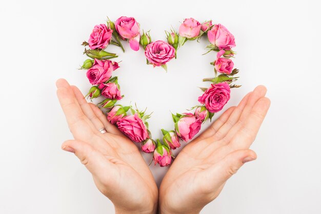 Il primo piano delle mani che proteggono il cuore delle rose rosa modella su fondo bianco