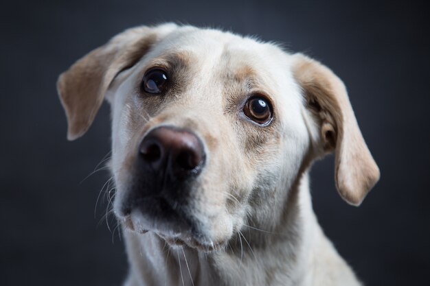 Il primo piano ha sparato di un cane da compagnia bianco sveglio con gli occhi gentili su oscurità