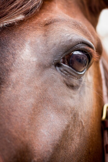 Il primo piano verticale ha sparato a un bellissimo cavallo con capelli castani e occhi lucidi