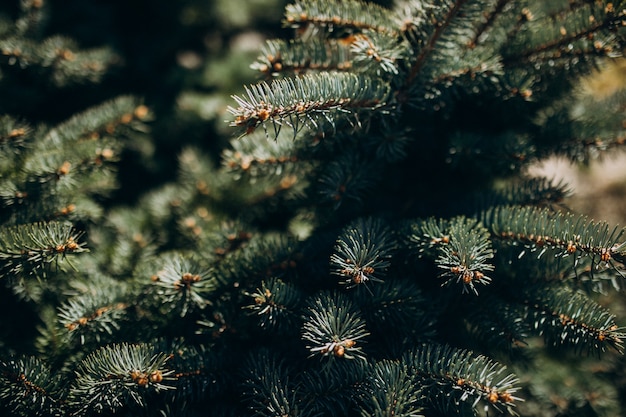 Il ramo di albero dell'abete con gli aghi si chiude su