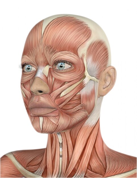 Il rendering 3D di un volto femminile con la mappa dettagliata muscolare