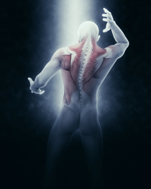 Il rendering 3D di una figura medica di sesso maschile con la mappa del muscolo parziale sulla schiena e sul collo