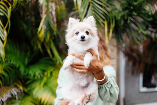 Il ritratto all'aperto della donna abbronzata europea riccia tiene lo spitz pomeranian del cane da compagnia felice