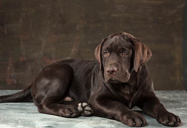 Il ritratto di un cane Labrador nero preso su uno sfondo scuro.