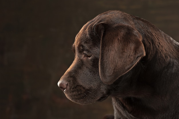 Il ritratto di un cane Labrador nero preso su uno sfondo scuro.