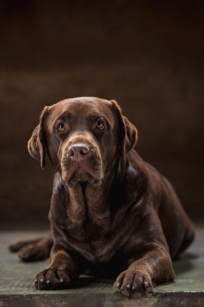 Il ritratto di un cane Labrador nero preso su uno sfondo scuro.