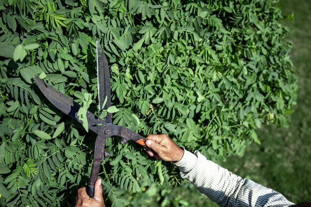 Il vecchio giardiniere taglia il cespuglio con grandi cesoie da potatura in metallo