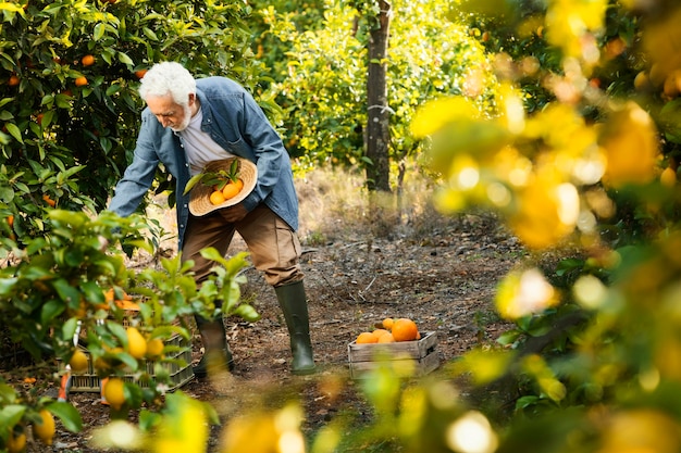 Il vecchio uomo in piedi accanto ai suoi alberi di arancio