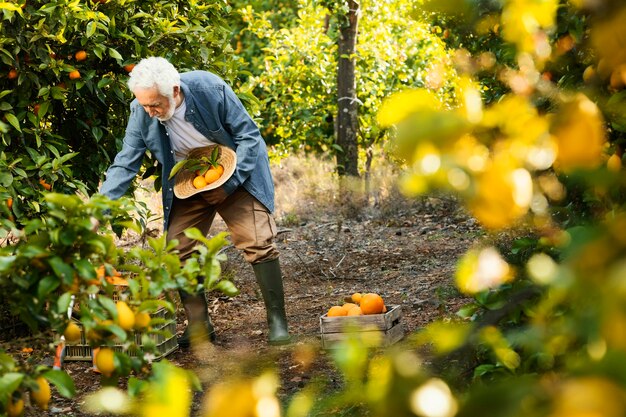 Il vecchio uomo in piedi accanto ai suoi alberi di arancio