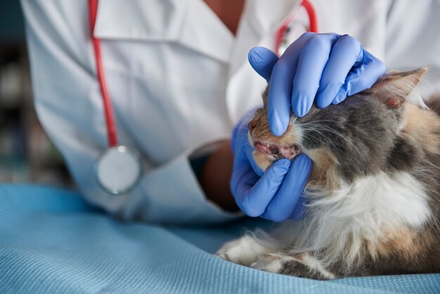 Il veterinario sta controllando i denti del gatto