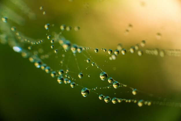 Il web con acqua scende su verde e giallo