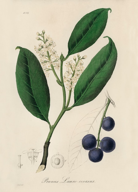 Illustrazione di alloro ciliegio (Prunus laurocerasus) dalla botanica medica (1836)