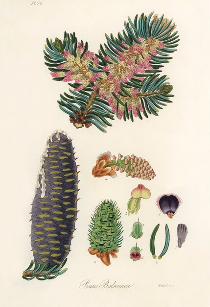 Illustrazione di balsamo (Pinus balsamea) dalla botanica medica (1836)