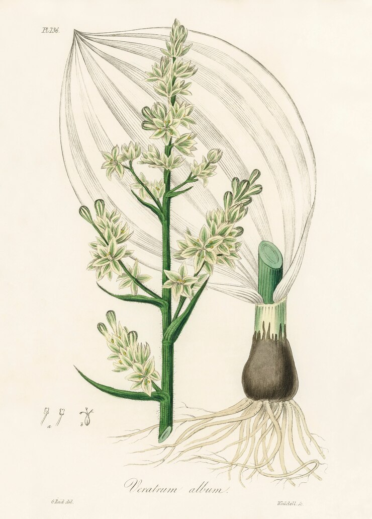 Foto gratuito illustrazione di elleboro bianco (album di veratrum) da medical botany (1836)