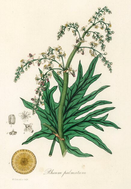 Illustrazione di rabarbaro cinese (Rheum palmatum) dalla botanica medica (1836)