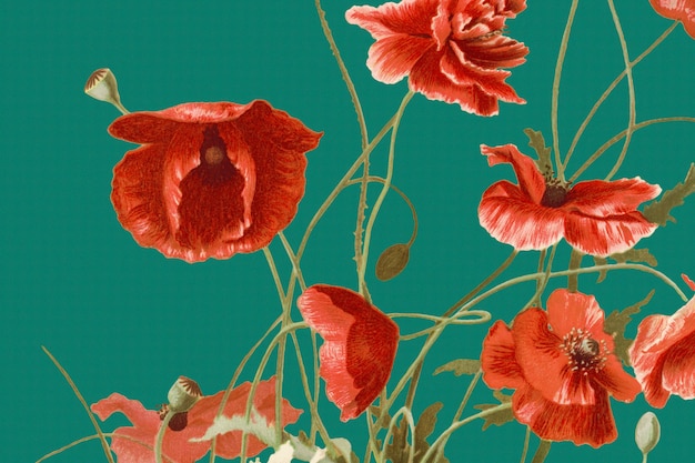 Illustrazione di sfondo di papavero rosso in fiore, remixata da opere d'arte di pubblico dominio
