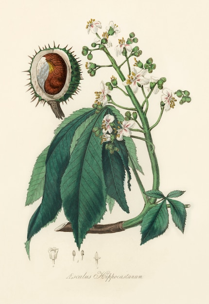 Illustrazione europea di ippocastano (Aesculus hippocastanum) dalla botanica medica