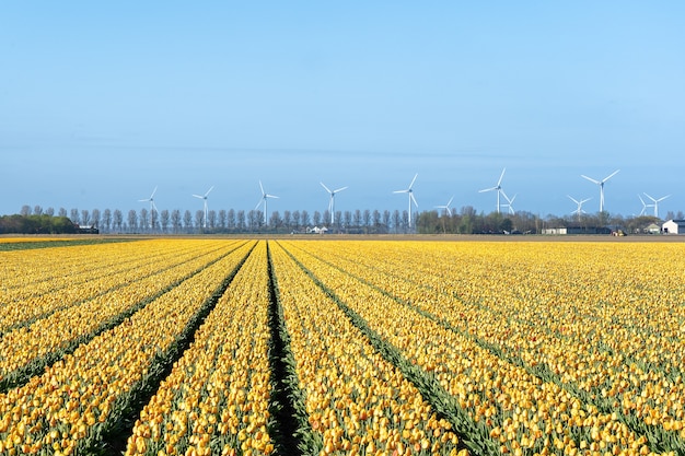 Immagine affascinante di un campo di tulipani gialli sotto la luce del sole