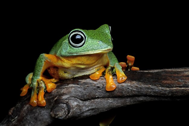 Immagine del primo piano della raganella di Giava rhacophorus reinwartii sul ramo