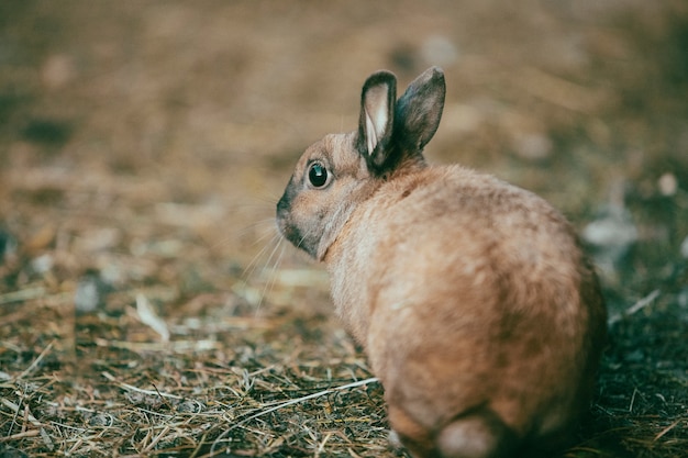 Immagine della natura retrò della fauna