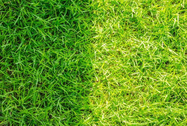 Immagine di Close-up di erba verde primavera fresca.